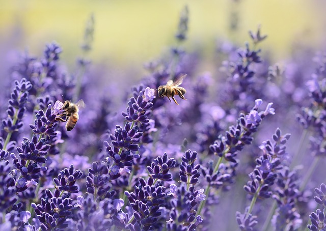 včely na levanduli.jpg