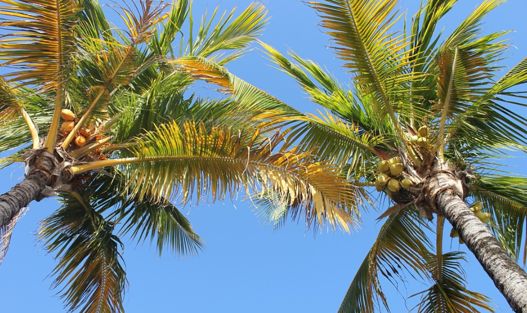 kokosy na palmách